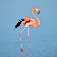 Galadiman Samaru (@galadima_samaru) 's Twitter Profile Photo Galadiman Samaru (@galadima_samaru) 's Twitter Profile Photo
