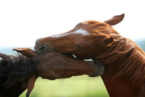 A cavallo punto net è un punto di riferimento per tutti gli appassionati del cavallo e di equitazione