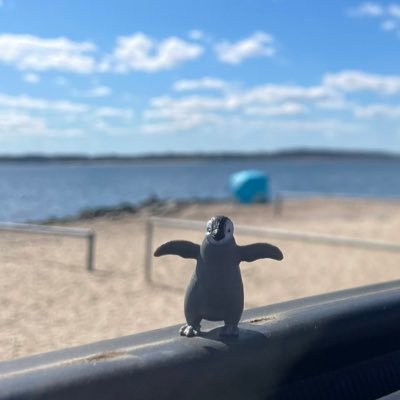 _birdoftheday's profile picture. cheapie 🦆🦅🦉🐦