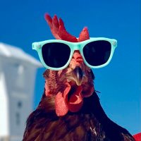 Sammi Chicken(@SammiChicken) 's Twitter Profile Photo