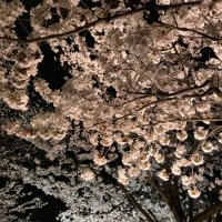 sakura_アメリカドラマ (@gmpwjame) 's Twitter Profile
