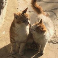 anni (@epiphanypages) 's Twitter Profile