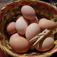 Donald Lemay (@lemayeggs) 's Twitter Profile