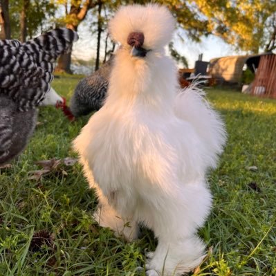 HornbyFarms's profile picture. I love my chickens and my mini farm on the lake go follow us on Instagram!