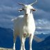 The official F33TG0@T (@f33tgoat) Twitter profile photo The official F33TG0@T (@f33tgoat) Twitter profile photo