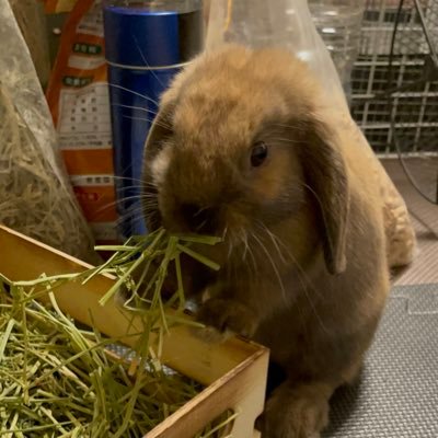 ロップイヤーのトート♀名前はうなぎ誕生日(2022/2/17) 家族になった日(2022/3/24) ベルベッチンロップイヤーのトート?♀名前はチョコ誕生日(2021/12/9)家族になった日(2022/5/14) レッキスの♀名前はしゃり誕生日(2021/9/25)家族になった日(2022/5/25)