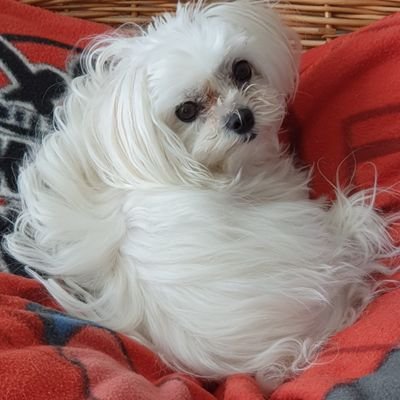 dogu01234's profile picture. 