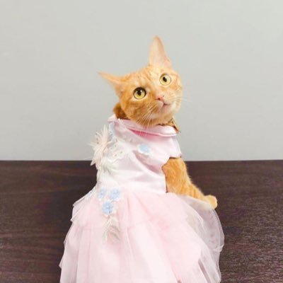 chingchingchen8's profile picture. 愛貓人士🧸🎀