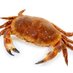 Flournotflower (@fakecrabcakes) Twitter profile photo Flournotflower (@fakecrabcakes) Twitter profile photo