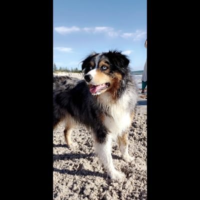 shaan0016's profile picture. 