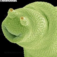 Ava Tardigrade (@avatardigrade) 's Twitter Profile Photo Ava Tardigrade (@avatardigrade) 's Twitter Profile Photo