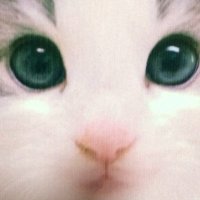 フォレスト@モリ谷 (@memento_forest_) 's Twitter Profile