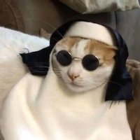 ᓚᘏᗢ ✧ (@_gravesilk_) 's Twitter Profile