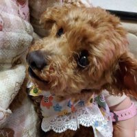 ぷりんのまゆげ (@purinnomayuge) 's Twitter Profile Photo ぷりんのまゆげ (@purinnomayuge) 's Twitter Profile Photo