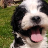 Asha Woodhouse (@ashawoodhouse) 's Twitter Profile