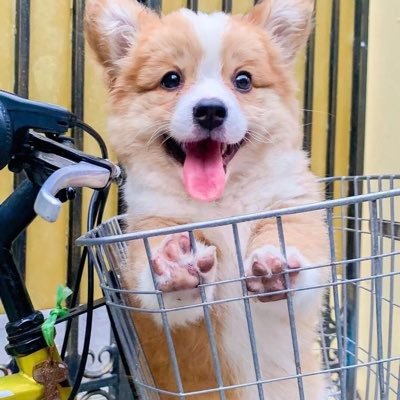 corgiheaven250 Profile Picture