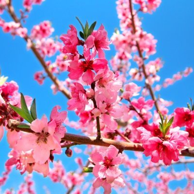 🌸🌼🌷～幻想花～🌸🌼🌷幻想的な花の世界をお楽しみください🌸癒されたらRT＆いいねお願いします🌸　@utukusiihana1