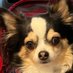 Collie Colleen ๐ (@colliecolleen) Twitter profile photo Collie Colleen ๐ (@colliecolleen) Twitter profile photo