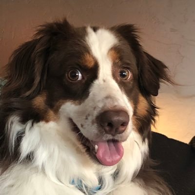 Legal AI & marketing thinker, team builder. Mastering the court of law and the art of engagement. I’m not an Australian Shepard, I just play one on Twitter