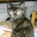 Lucy Charlotte Beard - @lucycbeard - Twitter