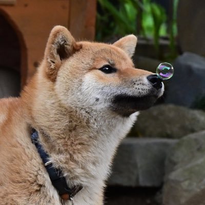 niko6001's profile picture. 無言フォロー失礼します