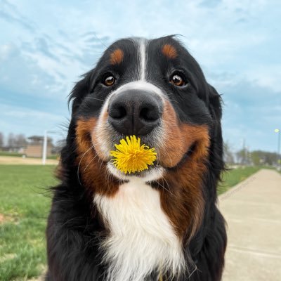 Weller + Annie | Rescued Bernese Mountain Dogs