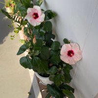 Bananalee (@bananalee5423) 's Twitter Profile