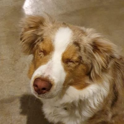 Cryoclass's profile picture. Le petit copain de ma meuf ou simplement un gros chien