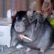 She/her
29
If you know me, no you don't.
🦋 Reylo/Adam Driver rat. 🐀
occasionally NSFW