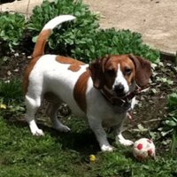 Deana Cumbow (@dcumbow) 's Twitter Profile