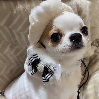 shirasu_1115's profile picture. ホワイト&フォーン♀しらすです チワワ好き集まれー🐩毎日投稿頑張ります🐶YouTubeやってるので見に来てください🐾よろしくお願いします✨