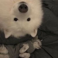 ชาเย็น (@gggxnt) 's Twitter Profile