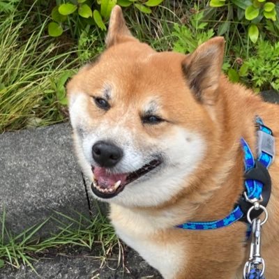 Yu_Shibainu Profile Picture