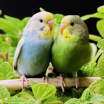 荒野行動、APEX、フォートナイトやってます
飼ってるインコが毎日の癒し(*'ω'*)
ジブリと旅行好きな甘党です!