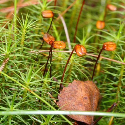 KusuguriZeme's profile picture. .