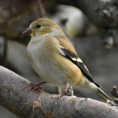 MartindalePondP's profile picture. Amateur photography in and around Martindale Pond in St Catharines, Ont
Also on FB and Instagram under Martindalepondpics