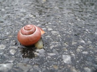 Frl_Schneckchen's profile picture. Lebt, liebt, lernt. Studiert Menschen. Oder wars Medizin? HiOrg, RS, MTLA. Gutmensch. Ätsch.