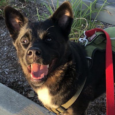 4 year old Shiba Inu mix. Card collector, Tigers PC. Detroit sports fan, MiLB fan, avid disc golf course walker. Troublemaker for squirrels and rabbits.