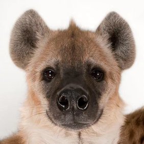 GnarlyHyena's profile picture. Hey my name is Gnarly and I like hyenas (shocking, I know) I am a cool furry. 22 years of age! I am gay 🏜