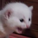 yourmomscocc's profile picture. cock.