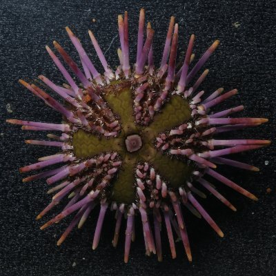 erwan_courville's profile picture. Ph.D student in marine biology 🦑 and paleontology ☘️
Chile 🇨🇱 & 🇫🇷 France
#echinoid #biogeography #phylogeny