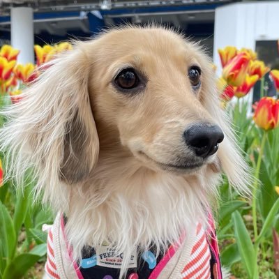 satotuma's profile picture. カニヘンダックスフント2020年1月9日生まれの女の子ココが家族に加わり、家は賑やかになりました。家族みんなに溺愛されてますU^ェ^U 好きなアーティスト♡TUBE