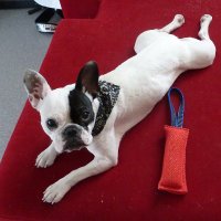 Rugal-B 🐶 🇫🇷 (@juliandemiautte) 's Twitter Profile