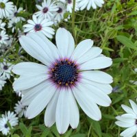 🌻🌸Clarey Clarey Quite Contrary🌷🐝 (@contrary_clare) 's Twitter Profile