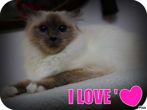 Passionnée de Chats,de sacrés de birmanie précisément,+nature et animaux.
Passionate about Cats,of Birmans more accurately,passionate about nature and animals