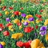 Podrán cortar todas las flores, pero no podrán detener la primavera. (Pablo Neruda)