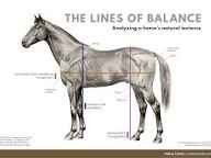 Conformation Education for Thoroughbreds. Daily posts on famous thoroughbreds or from foals or older and their conformation. Happy to answer any questions