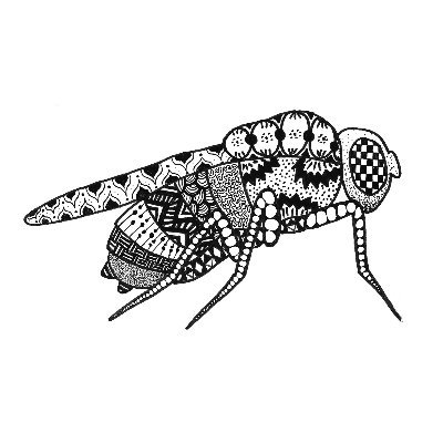 Using #Drosophila to study organism development, cell signaling, and protein interaction networks @UMassBoston. Mastodon: https://t.co/J7IfyiKTn4