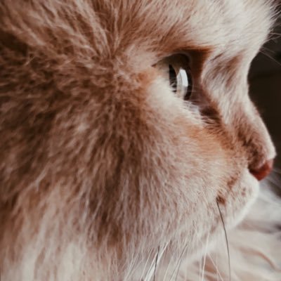 ltz_sam's profile picture. Law⚖️ | إِنَّ مَعِيَ رَبِّي سَيَهْدِينِ |