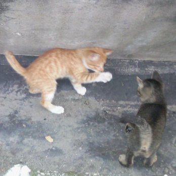 lxdmrun's profile picture. 🏰@guildxyz